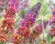 Буддлея Давида "Флауэр Пауэр" (Flowe Power)