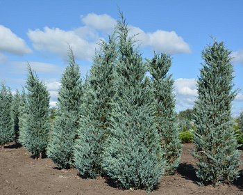 Можжевельник скальный "Мунглоу"