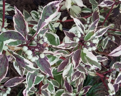 Дерен красный "Вариегата" (Variegata)