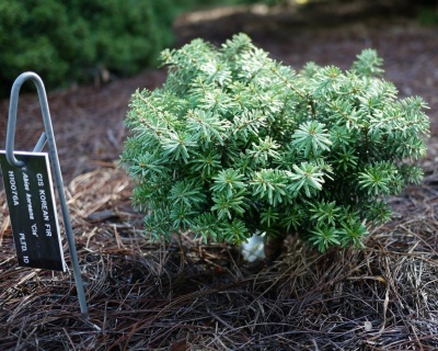 Пихта корейская "Цис"