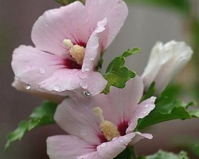 Гибискус «Манифеста Широн»