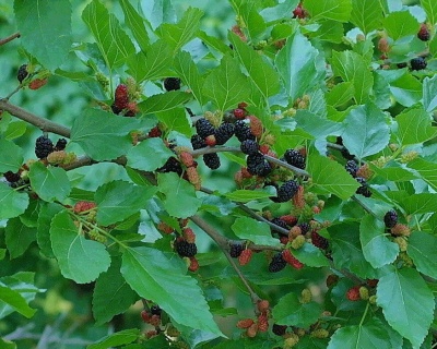 Шелковица "Шелли-150"