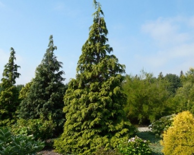 Кипарисовик Лавсона "Голден Вондер"