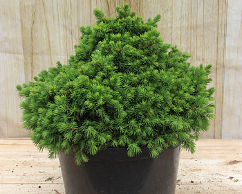 Ель обыкновенная "Томпа"