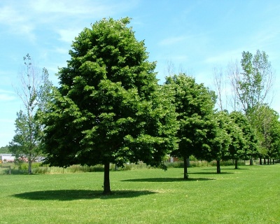 Липа мелколистная