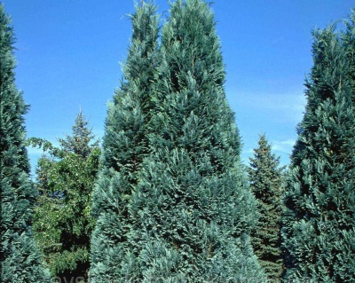 Кипарисовик Лавсона "Алюми"