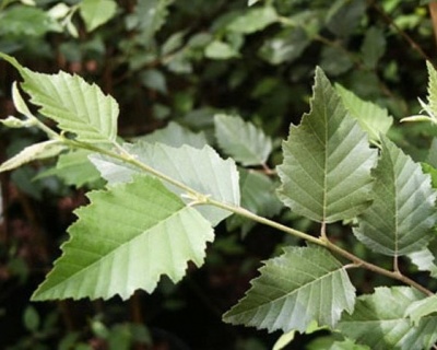 Береза бумажная