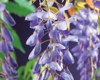 Глициния обильноцветущая "Пролифик"