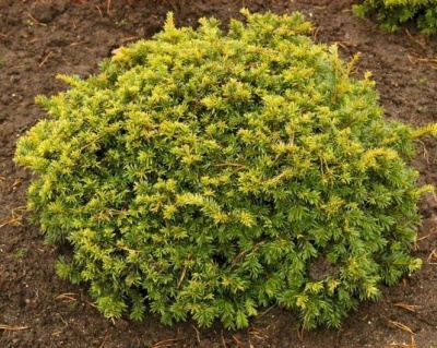 Тис ягодный "Саммерголд"