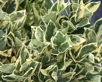 Бирючина овальнолистная "Вариегатум"