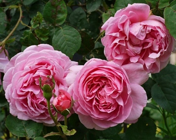 Пионовидная Роза «Констанс Спрай»