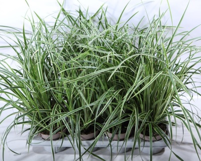 Осока Моррова "Айс Денс"