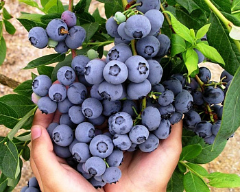 Голубика "Нортблю (Norhblue)"