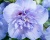 Гибискус «Блю Шифон»