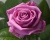 Роза Чайно-Гибридная «Aква»