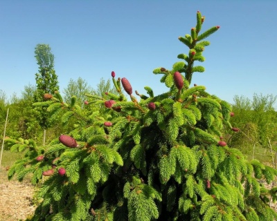 Ель обыкновенная "Акрокона"