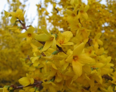 Форзиция промежуточная «Голдзаубер»