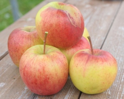 Яблоня колоновидная "Поэзия"