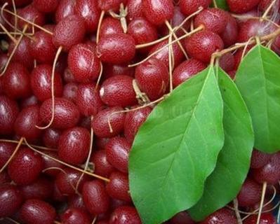 Гуми "Монерон"