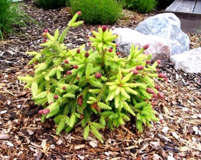 Ель обыкновенная "Пуш"