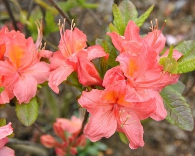 Азалия крупноцветковая "Пинк Делайт"