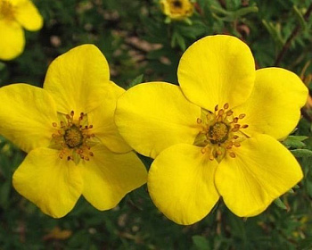 Лапчатка "Голдстар" (Goldstar)