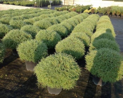 Туя западная "Тини Тим"