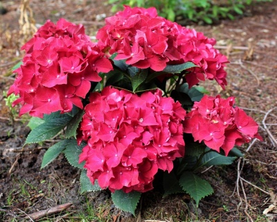 Гортензия крупнолистная "Альпенглюхен" (Alpengluhen)