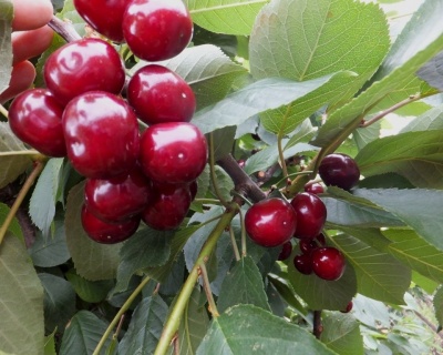 Вишня "Малышка"