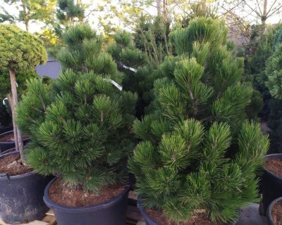 Сосна Гельдрейха "Малинки"