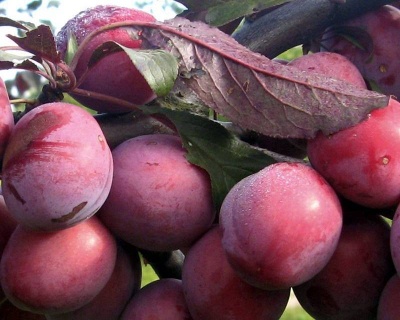 Алыча "Лама"