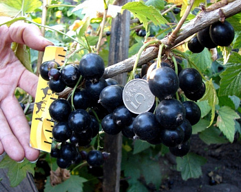 Смородина "Селеченская-2"