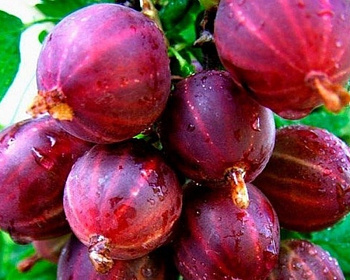 Крыжовник "Колобок"