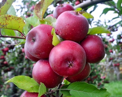 Яблоня колоновидная "Есения"