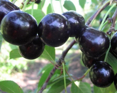 Вишня "Шоколадница"