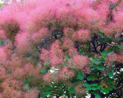 Скумпия "Янг Леди" (Young Lady)