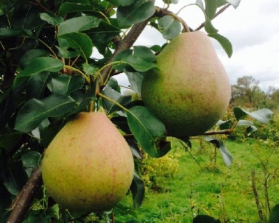 Груша "Лира"