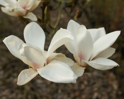 Магнолия "Альба Суперба"