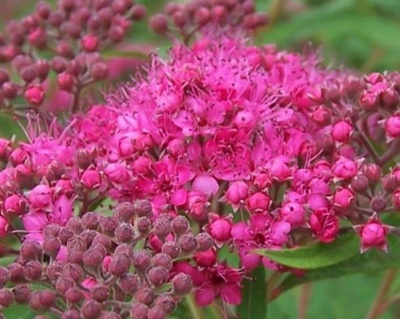 Спирея японская "Антони Ватерер"