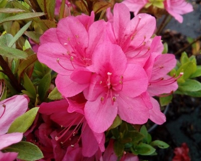 Азалия японская "Рубинетта"