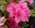 Азалия японская "Рубинетта"