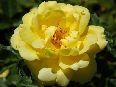 Роза Флорибунда «Оллголд» 