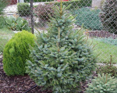 Ель сербская "Нана"
