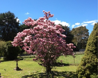 Магнолия "Рустика Рубра"