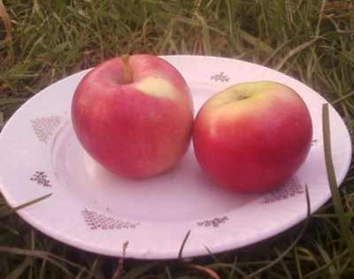Яблоня "Розовый налив"