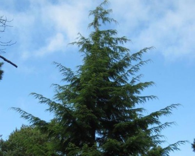 Тсуга западная