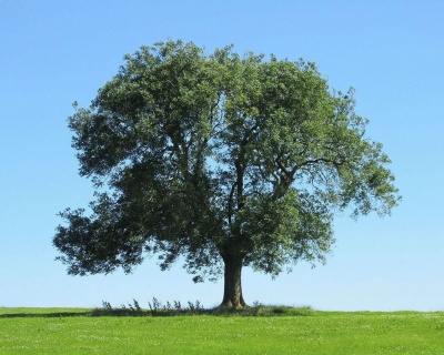 Ясень обыкновенный