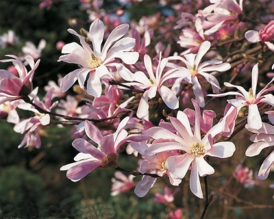 Магнолия "Леонард Мессель"