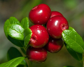 Брусника "Коралл"