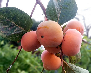 Хурма "Россиянка"